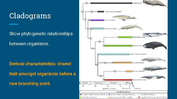 Cladograms Show phylogenetic relationships between organisms. Derived characteristics: shared trait amongst organisms before a