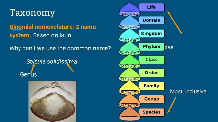 Taxonomy Binomial nomenclature: 2 name system. Based on latin. Why can’t we use the