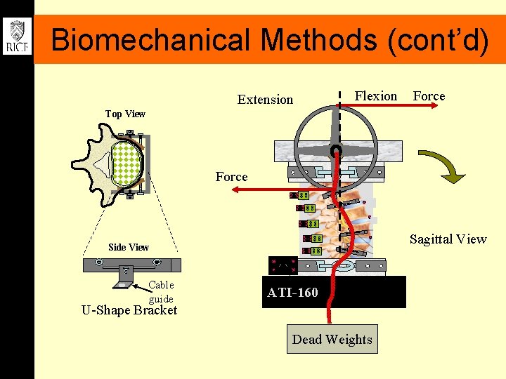 Biomechanical Methods (cont’d) Extension Flexion Force Top View Force Sagittal View Side View Cable