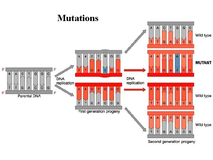 Mutations 