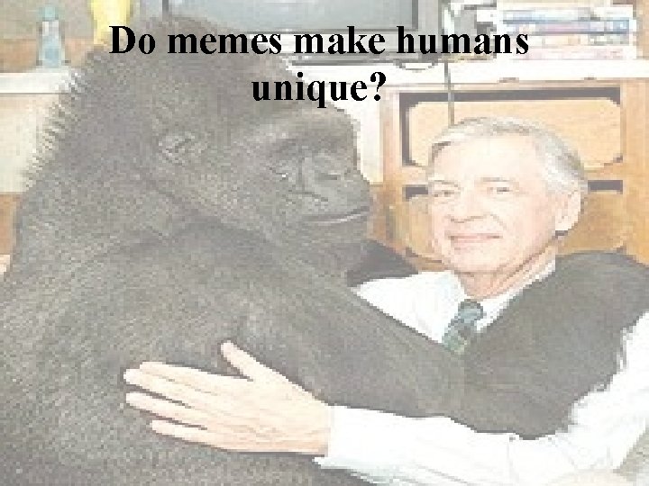 Do memes make humans unique? 