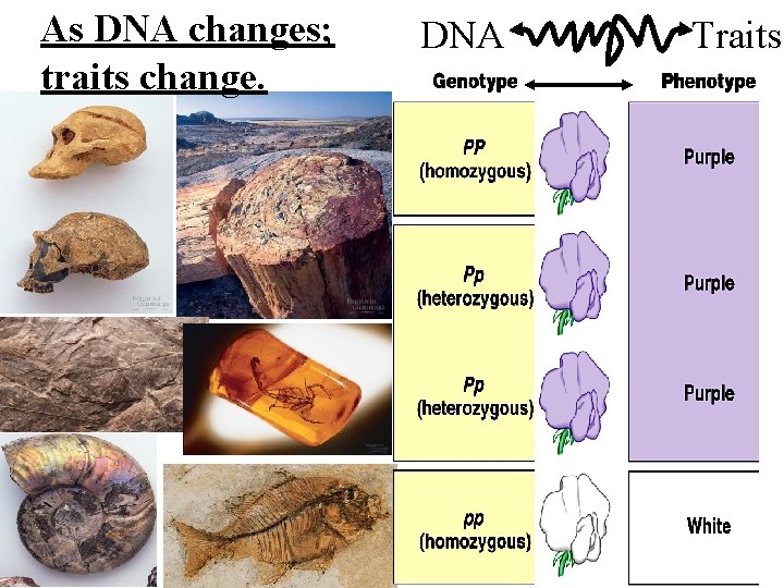 As DNA changes; traits change. DNA Traits 