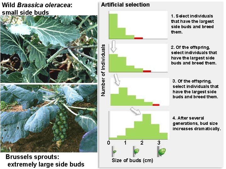 Artificial selection 1. Select individuals that have the largest side buds and breed them.