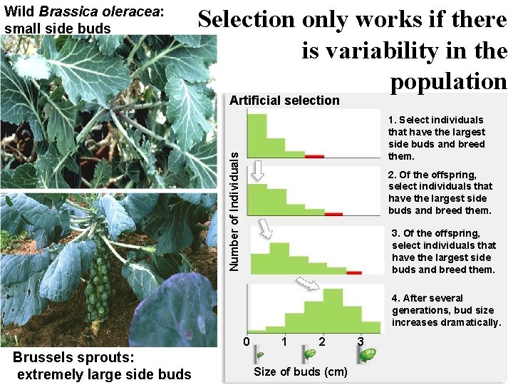 Wild Brassica oleracea: small side buds Selection only works if there is variability in