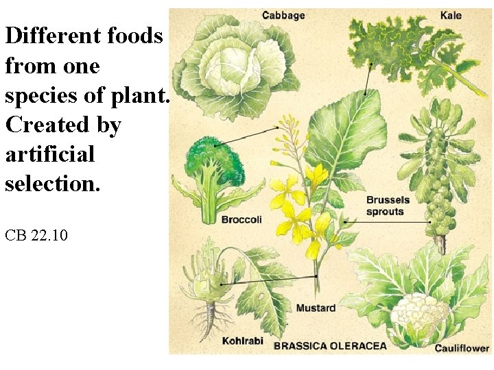 Different foods from one species of plant. Created by artificial selection. CB 22. 10