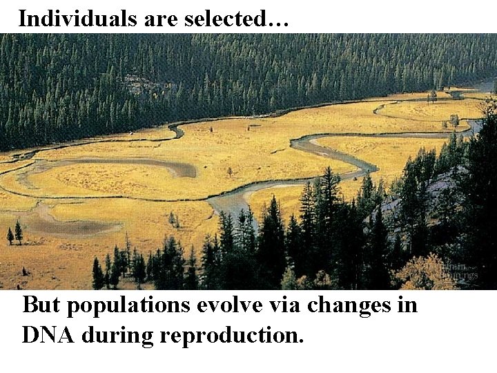 Individuals are selected… But populations evolve via changes in DNA during reproduction. 