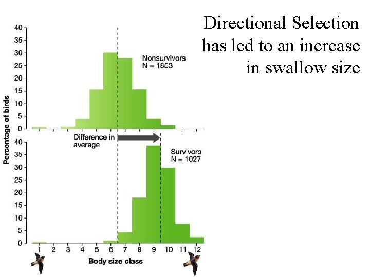 Directional Selection has led to an increase in swallow size 