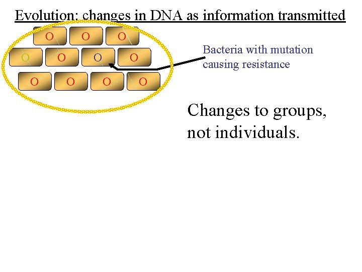 Evolution: changes in DNA as information transmitted O O O O Bacteria with mutation