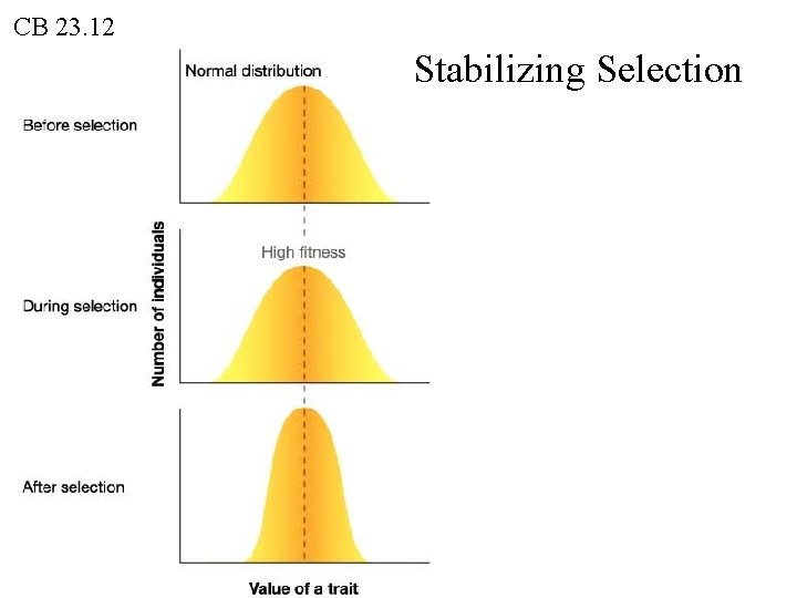CB 23. 12 Stabilizing Selection 