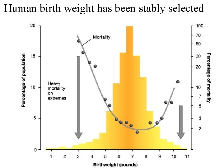 Human birth weight has been stably selected 