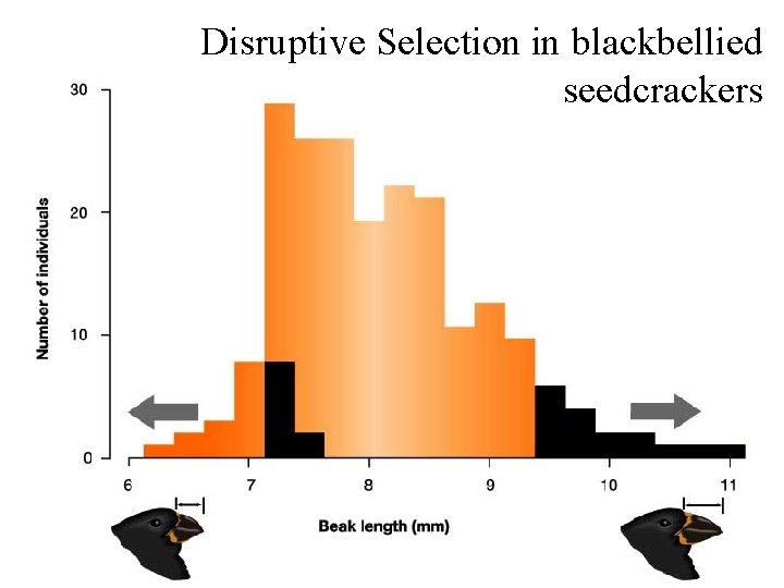 Disruptive Selection in blackbellied seedcrackers 