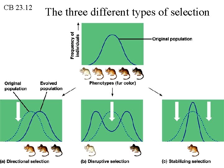 CB 23. 12 The three different types of selection 