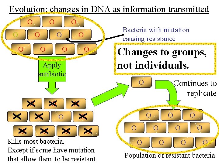 Evolution: changes in DNA as information transmitted O O O O Bacteria with mutation