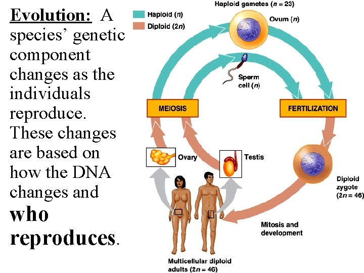 Evolution: A species’ genetic component changes as the individuals reproduce. These changes are based