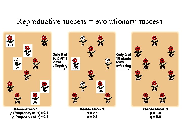 Reproductive success = evolutionary success 