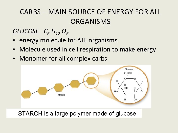 CARBS – MAIN SOURCE OF ENERGY FOR ALL ORGANISMS GLUCOSE C 6 H 12