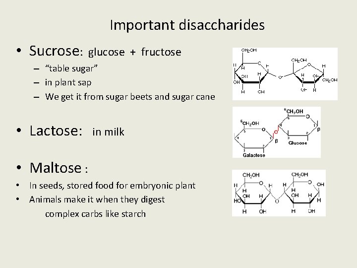 Important disaccharides • Sucrose: glucose + fructose – “table sugar” – in plant sap