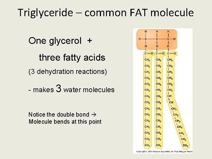 Triglyceride – common FAT molecule One glycerol + three fatty acids (3 dehydration reactions)