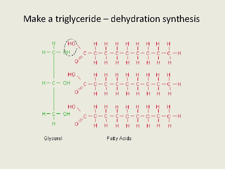 Make a triglyceride – dehydration synthesis 