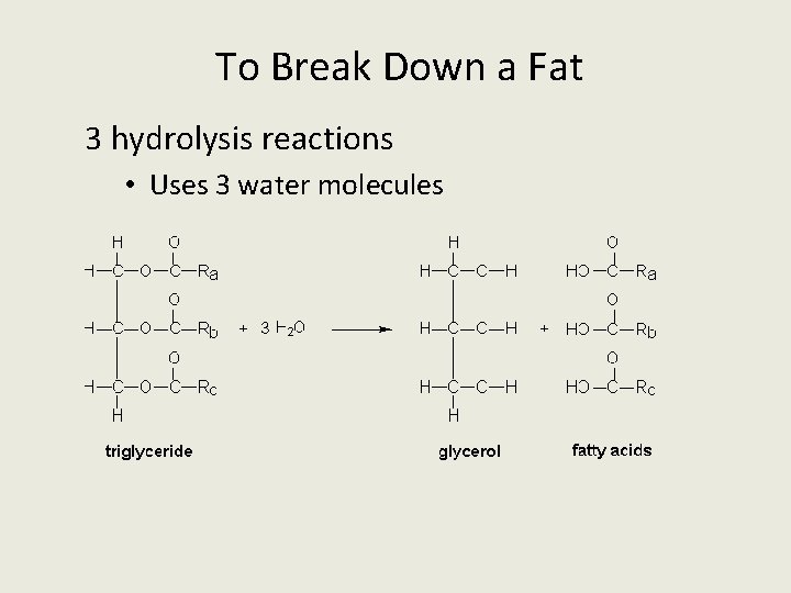 To Break Down a Fat 3 hydrolysis reactions • Uses 3 water molecules 