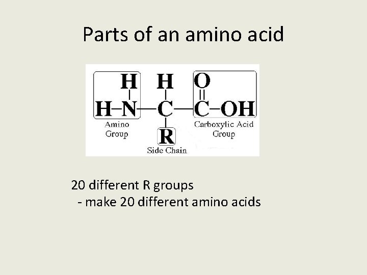 Parts of an amino acid 20 different R groups - make 20 different amino