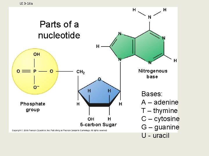 LE 3 -16 a Parts of a nucleotide Nitrogenous base Phosphate group 5 -carbon