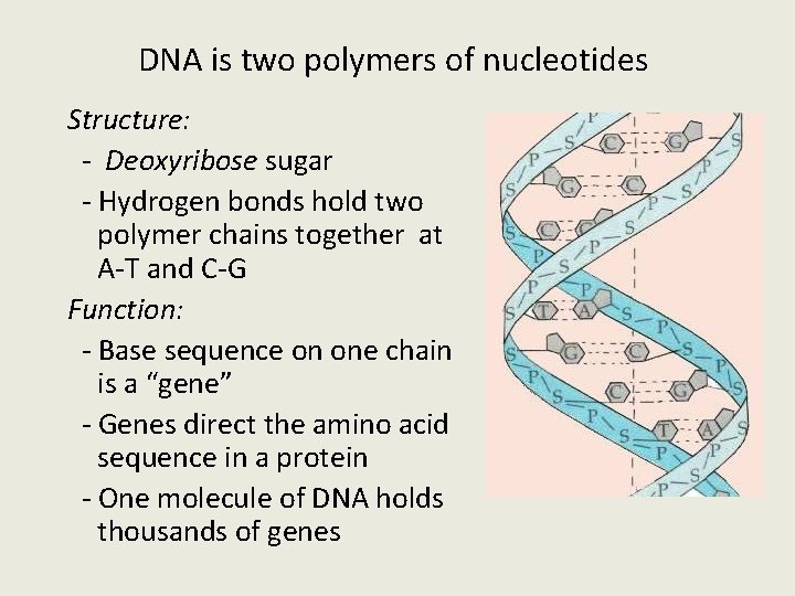 DNA is two polymers of nucleotides Structure: - Deoxyribose sugar - Hydrogen bonds hold