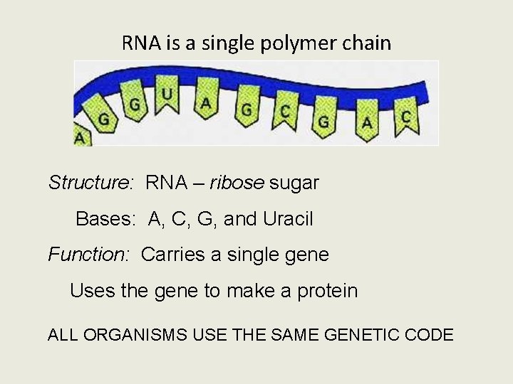 RNA is a single polymer chain Structure: RNA – ribose sugar Bases: A, C,