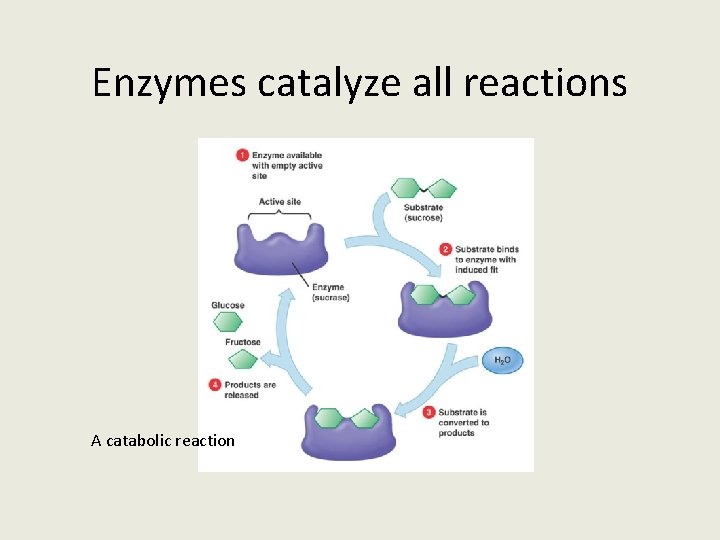 Enzymes catalyze all reactions A catabolic reaction 