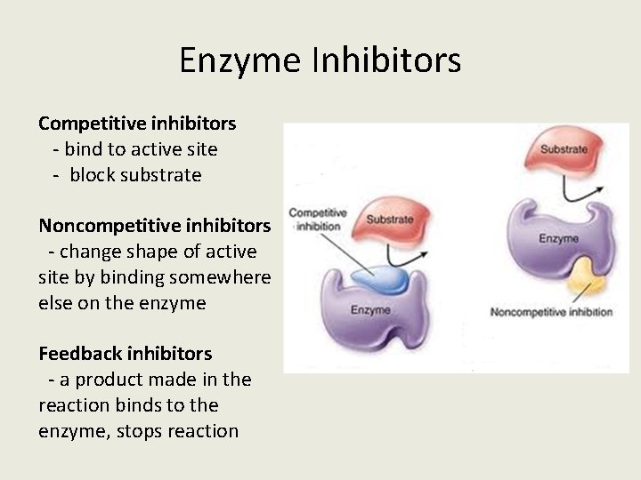 Enzyme Inhibitors Competitive inhibitors - bind to active site - block substrate Noncompetitive inhibitors