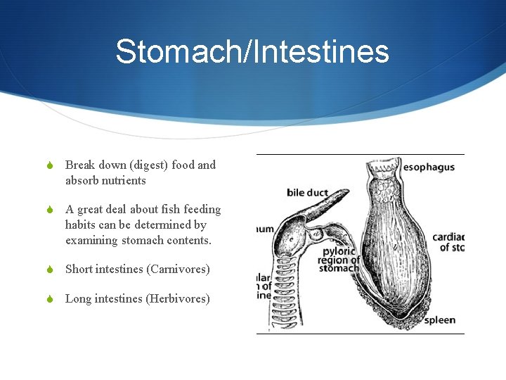 Stomach/Intestines S Break down (digest) food and absorb nutrients S A great deal about
