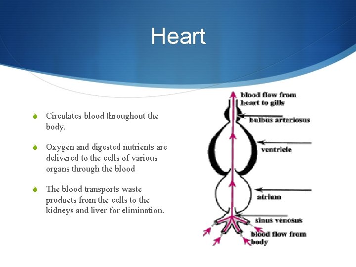 Heart S Circulates blood throughout the body. S Oxygen and digested nutrients are delivered