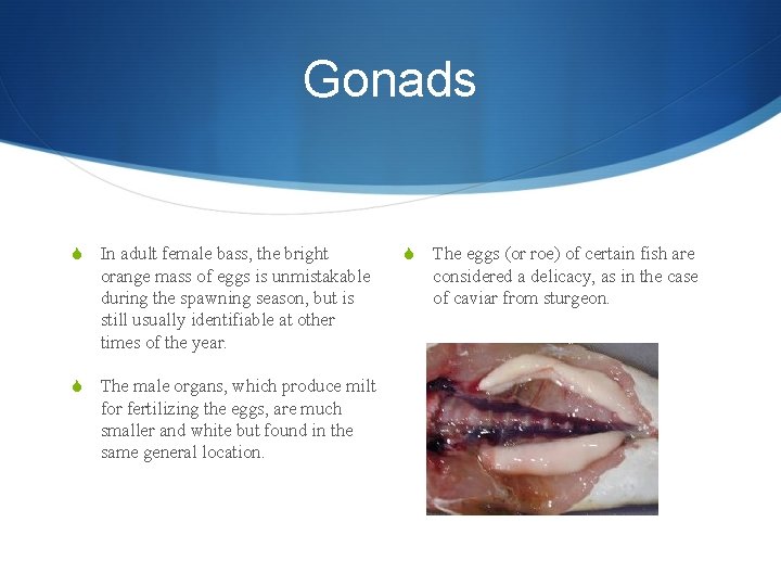 Gonads S In adult female bass, the bright orange mass of eggs is unmistakable