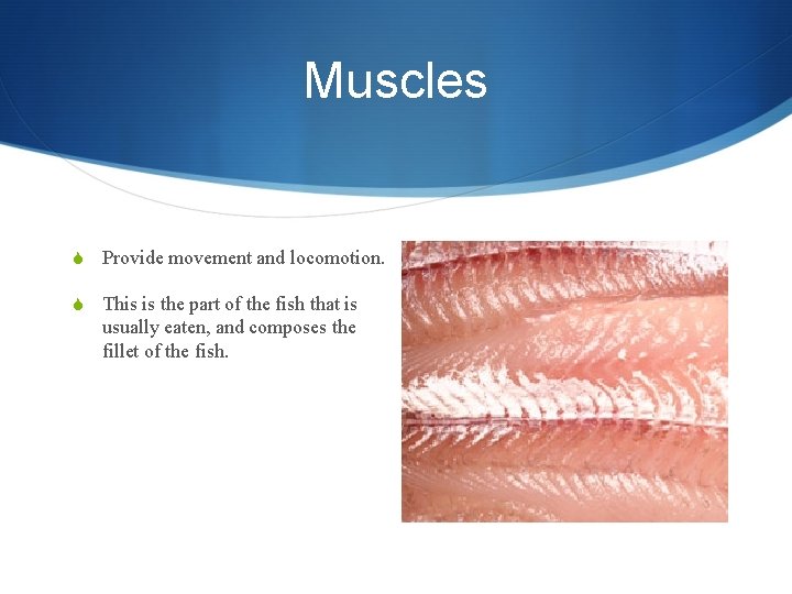 Muscles S Provide movement and locomotion. S This is the part of the fish
