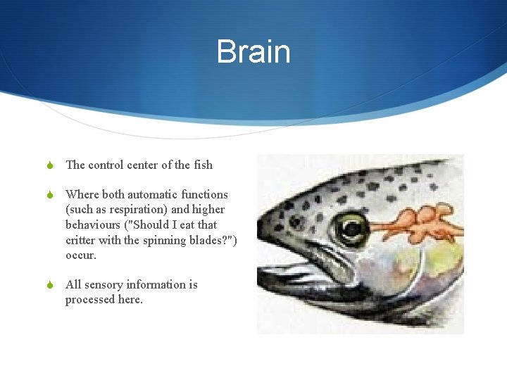 Brain S The control center of the fish S Where both automatic functions (such