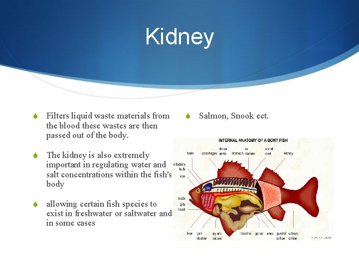 Kidney S Filters liquid waste materials from the blood these wastes are then passed