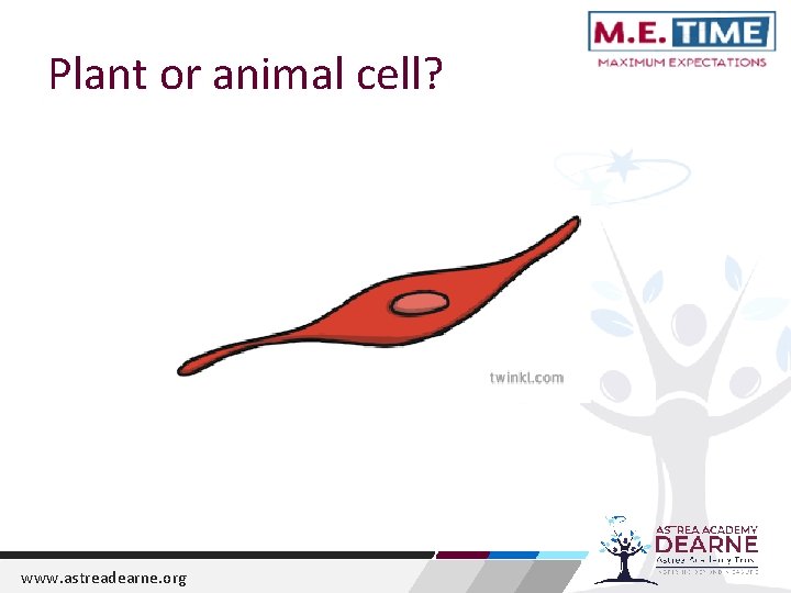 Plant or animal cell? www. astreadearne. org 