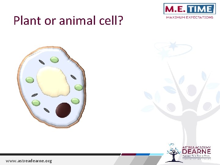 Plant or animal cell? www. astreadearne. org 