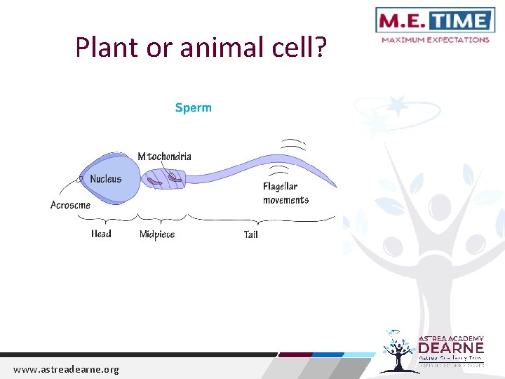 Plant or animal cell? www. astreadearne. org 