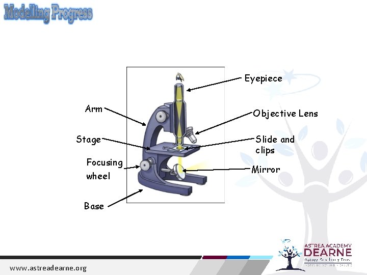 Eyepiece Arm Stage Focusing wheel Base www. astreadearne. org Objective Lens Slide and clips