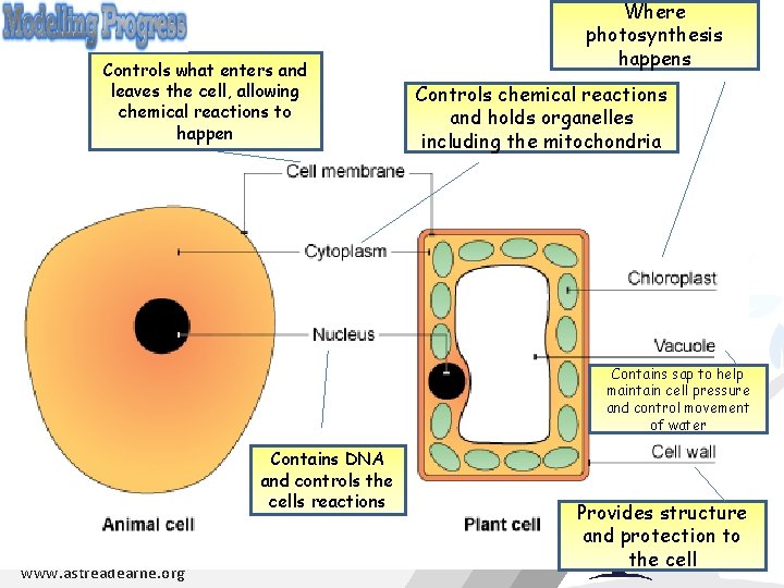 Controls what enters and leaves the cell, allowing chemical reactions to happen Where photosynthesis