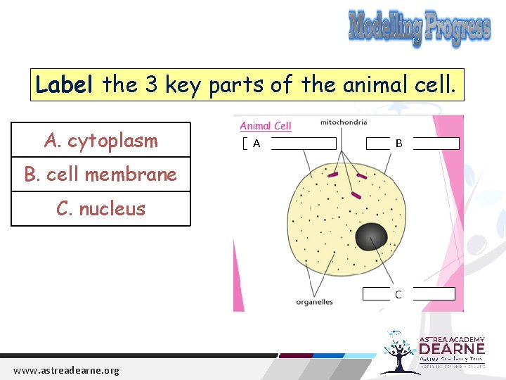 Label the 3 key parts of the animal cell. A. cytoplasm A B B.