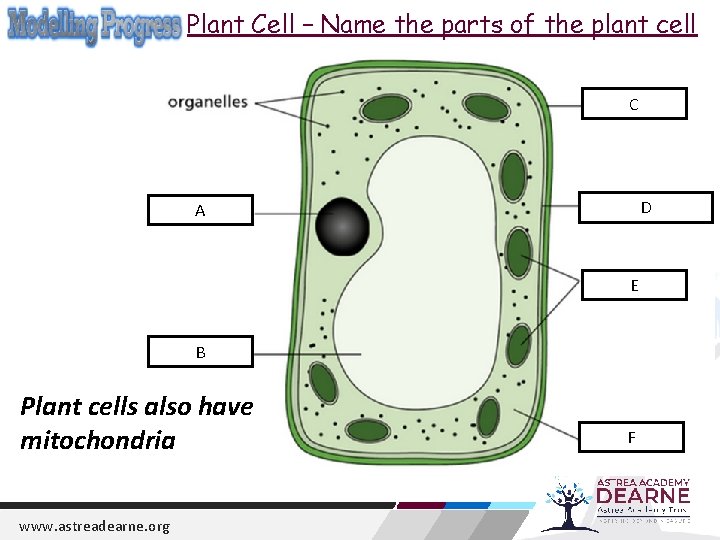 Plant Cell – Name the parts of the plant cell C D A E