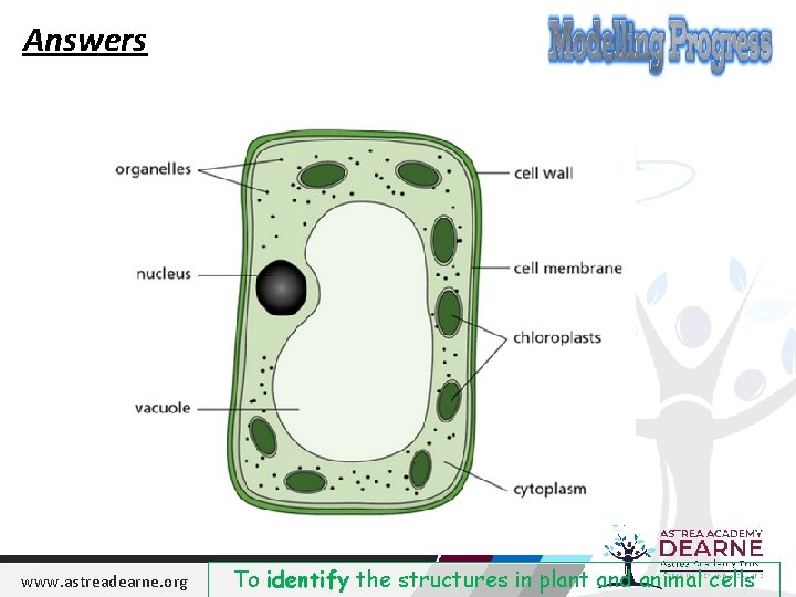 Answers www. astreadearne. org To identify the structures in plant and animal cells 