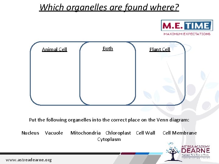 Which organelles are found where? Animal Cell Both Plant Cell Put the following organelles