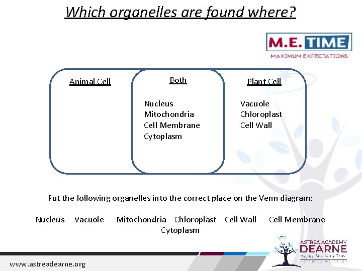 Which organelles are found where? Animal Cell Both Nucleus Mitochondria Cell Membrane Cytoplasm Plant