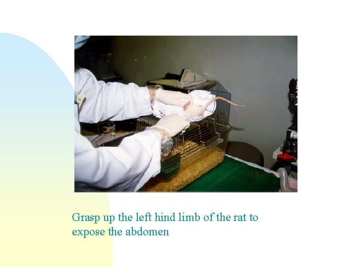 Grasp up the left hind limb of the rat to expose the abdomen 