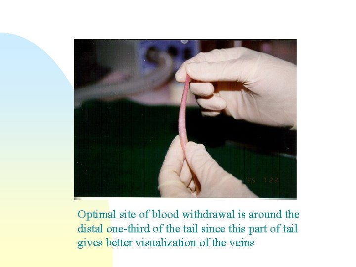 Optimal site of blood withdrawal is around the distal one-third of the tail since