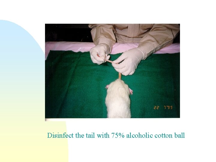 Disinfect the tail with 75% alcoholic cotton ball 