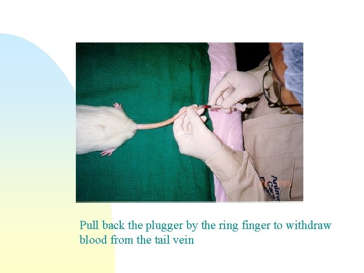 Pull back the plugger by the ring finger to withdraw blood from the tail
